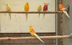 Rubino roodruggen overjarig, Dieren en Toebehoren, Vogels | Parkieten en Papegaaien, Meerdere dieren, Parkiet