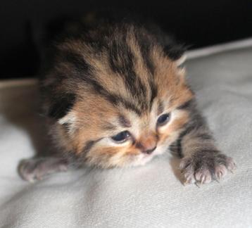 mooie brits korthaar kitten golden tabby blotched en zwarte beschikbaar voor biedingen