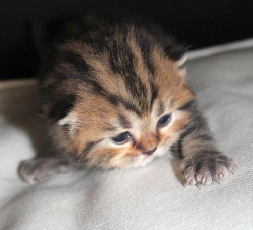 mooie brits korthaar kitten golden tabby blotched en zwarte, Dieren en Toebehoren, Katten en Kittens | Raskatten | Korthaar, Meerdere dieren
