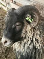 Skudde ram, Dieren en Toebehoren, Schapen, Geiten en Varkens, Mannelijk, Schaap