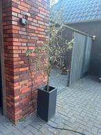 Olijvenboom met pot, Ophalen of Verzenden, Bloeit niet, Volle zon, Overige soorten