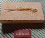 Zeldzaam vis fossiel uit Ceará, Ophalen of Verzenden, Fossiel