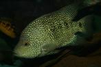 Midden Amerikaanse Cichliden: Herichthys carpintis, Dieren en Toebehoren, Vis, Zoetwatervis