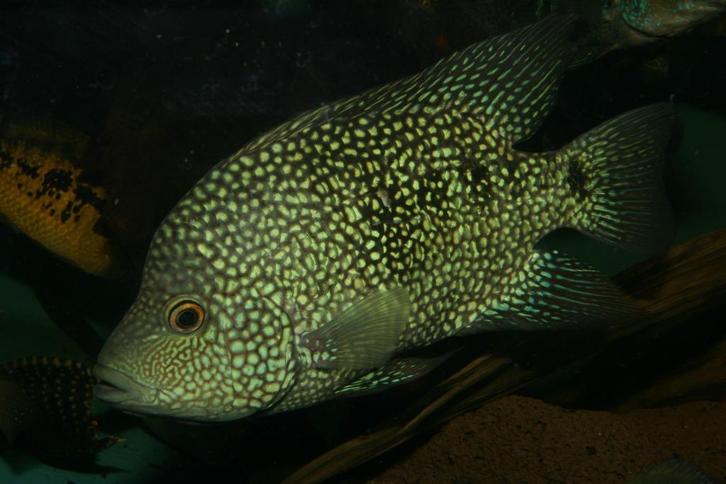 Midden Amerikaanse Cichliden: Herichthys carpintis, Dieren en Toebehoren, Vissen | Aquariumvissen, Zoetwatervis, Vis