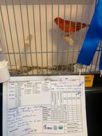 Kleur kanaries, Dieren en Toebehoren, Vogels | Kanaries, Meerdere dieren, Kleurkanarie