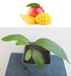 Mangifera Indica- Mango Boompje- 20 cm H., Fruitplant, Ophalen of Verzenden, In pot, Minder dan 100 cm