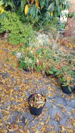 hazelaar zaailingen, Tuin en Terras, Planten | Tuinplanten, Ophalen, Overige soorten, Volle zon