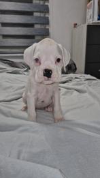 Duitse boxerpuppy's, Dieren en Toebehoren, Overige rassen, 8 tot 15 weken, Parvo, Meerdere
