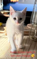 Lieve sociale kittens gewend aan kinderen en honden, Dieren en Toebehoren, Katten en Kittens | Overige Katten, Meerdere dieren