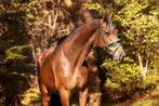 Bloedmooie Ster Prok merrie - drachtig van Secret!, Dieren en Toebehoren, Paarden, Merrie, Dressuurpaard