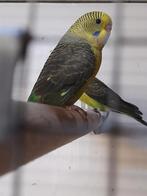 Jonge parkiet ( blackwing ) man, Dieren en Toebehoren, Vogels | Parkieten en Papegaaien, Mannelijk, Parkiet, Geringd