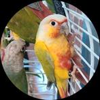Jonge pyrrhura's zijn zelfstandig, Dieren en Toebehoren, Vogels | Parkieten en Papegaaien