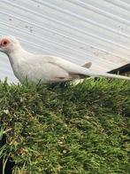 Diamand duifjes, Dieren en Toebehoren, Vogels | Overige Vogels, Meerdere dieren, Tropenvogel