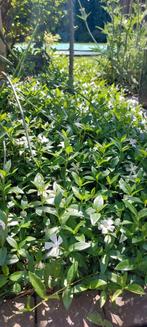Stekjes van Vinca Minor, Tuin en Terras, Ophalen, Overige soorten, Minder dan 100 cm