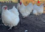 Orpington wit broedeieren, groot ras, spierwit!, Dieren en Toebehoren, Pluimvee, Geslacht onbekend, Kip