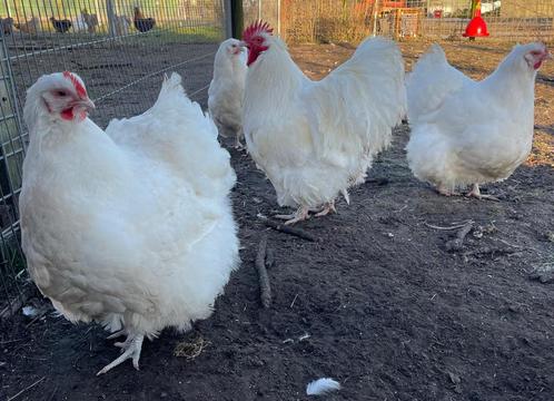 Orpington wit broedeieren, groot ras, spierwit!, Dieren en Toebehoren, Pluimvee, Kip, Geslacht onbekend