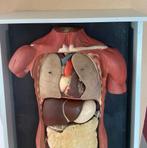 Anatomisch Torso gips (plaaster) begin 20e eeuw., Ophalen