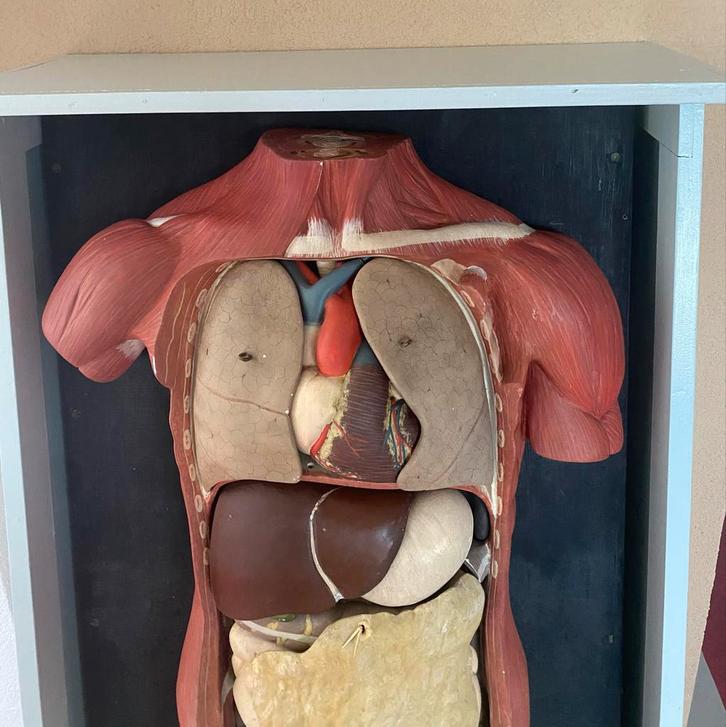 Anatomisch Torso gips (plaaster) begin 20e eeuw., Antiek en Kunst, Antiek | Overige Antiek, Ophalen