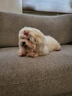 Mini Maltezer, België, Maltezer, Particulier, Rabiës (hondsdolheid)