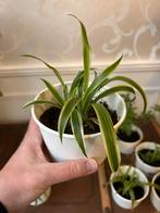 Chlorophytum Graslelie, Ophalen of Verzenden, Overige soorten, Halfschaduw, Minder dan 100 cm