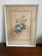 Vintage plaat Rose d’Orleans in lijst uit 1967, Ophalen