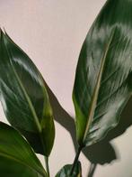 Strelitzia Reginae variegata, Huis en Inrichting, Kamerplanten, Ophalen of Verzenden, Overige soorten, Minder dan 100 cm