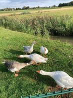 Te koop jonge boeren ganzen, Dieren en Toebehoren, Pluimvee, Meerdere dieren, Gans of Zwaan
