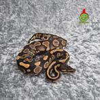 regius mahogany YB/gravel, Dieren en Toebehoren, Slang, Tam, 0 tot 2 jaar