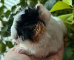 Cavia beertje kruising Lunkarya, Dieren en Toebehoren, Knaagdieren, Cavia, Mannelijk, Januari, Tam