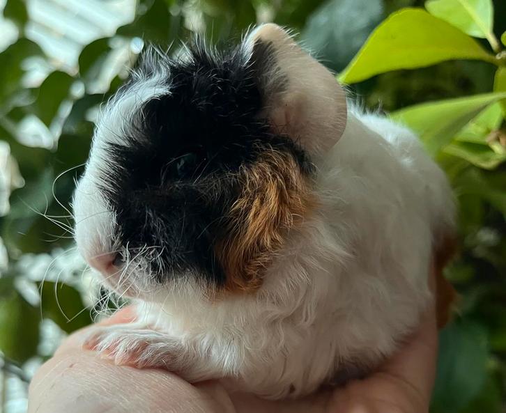 Cavia beertje kruising Lunkarya, Dieren en Toebehoren, Knaagdieren, Mannelijk, Cavia, Januari, Tam