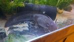 Axolotl vrouw, Dieren en Toebehoren, Vissen | Aquariumvissen, Overige typen, Zoetwatervis