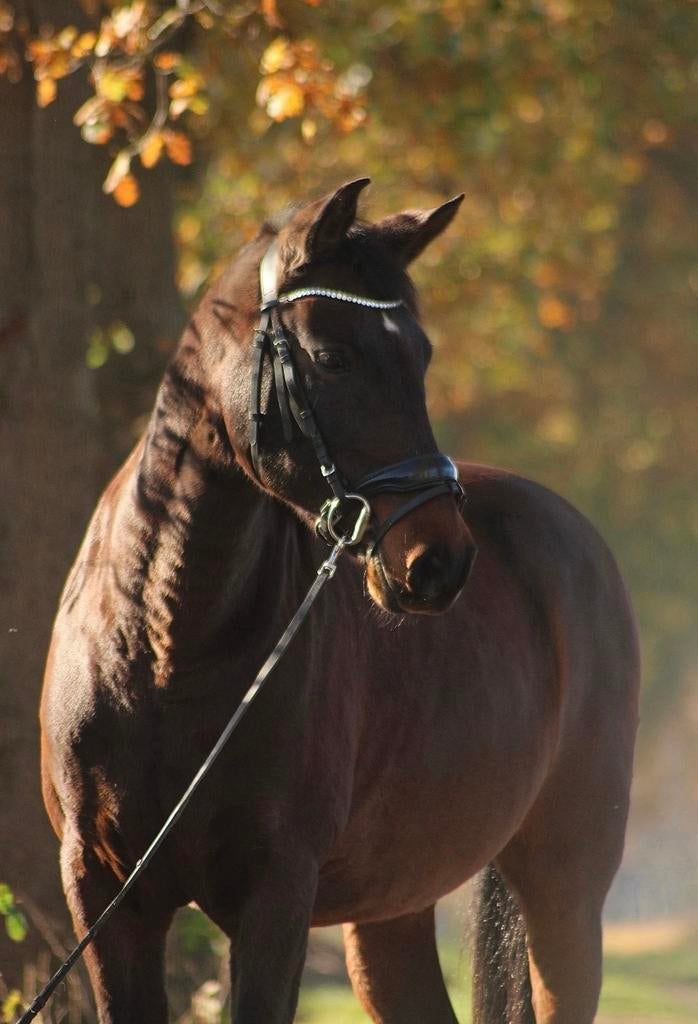 Verzorger gezocht, Dieren en Toebehoren, Paarden en Pony's | Overige Paardenspullen, Ophalen of Verzenden, Nieuw, Dressuur