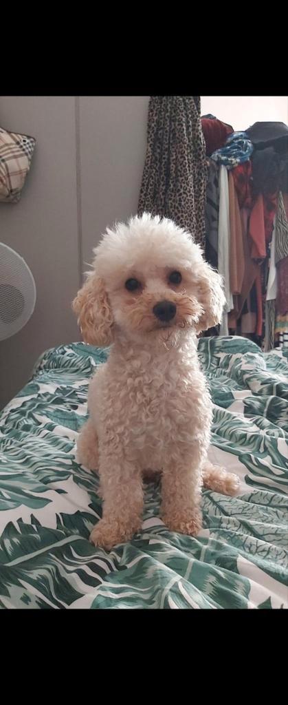 Lieve poedel op zoek naar nieuw gouden mandje., Dieren en Toebehoren, Honden | Chihuahua's en Gezelschapshonden, Reu, Poedel, Particulier