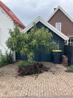 vijgenboom, Volle zon, Bloeit niet, 100 tot 250 cm, Overige soorten