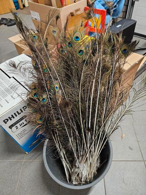 Te koop bos pauw veren., Huis en Inrichting, Woonaccessoires | Droogbloemen, Nieuw, Ophalen of Verzenden