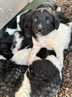 Ras echte fryske stabij pups ( nog 1 reutje ), Rabiës (hondsdolheid), Overige rassen, 8 tot 15 weken, Meerdere