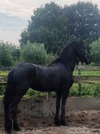 5 jarige friese merrie drachtig van Rutger, Dieren en Toebehoren, Paarden, Merrie, 3 tot 6 jaar