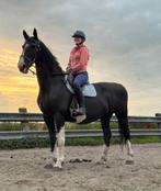 Hele mooie recreatie merrie en 3 jarige KWPN merrie, Merrie