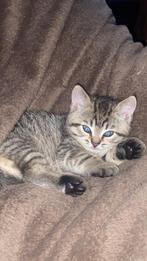 britse korthaarx europese korthaar, Dieren en Toebehoren, Katten en Kittens | Overige Katten, Kater