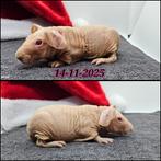 Skinny zeugje, Dieren en Toebehoren, Cavia, Vrouwelijk, November, Tam