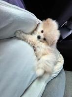 Pomeriaan pup, Overige rassen, Teef, Eén hond, Nederland