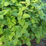 Uit de biologische moestuin: Citroenmelisse, planten en zade, Vaste plant, Ophalen of Verzenden, Bloeit niet, Halfschaduw