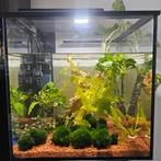 Aquarium 60L(40x40x40) incl. Toebehoren, Dieren en Toebehoren, Vissen | Aquaria en Toebehoren, Ophalen of Verzenden, Zo goed als nieuw