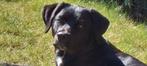 Labrador ( gesteriliseerd), Dieren en Toebehoren, Rabiës (hondsdolheid), 1 tot 2 jaar, Teef, Labrador retriever