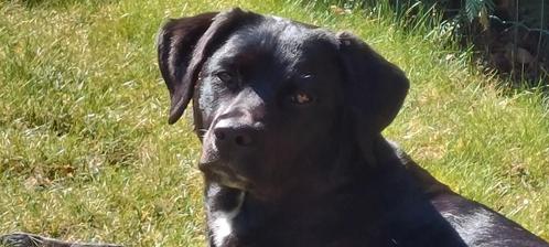 Labrador ( gesteriliseerd), Dieren en Toebehoren, Honden | Retrievers, Spaniëls en Waterhonden, Teef, Labrador retriever, Particulier