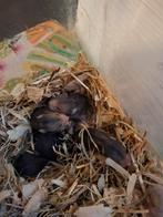 Lieve, jonge, handtamme Goudhamsters m/v (Syrische hamster), Dieren en Toebehoren, Knaagdieren, Hamster, Juni, Meerdere dieren