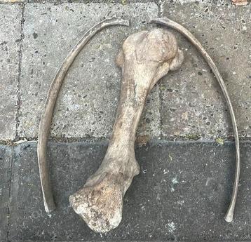 Verzameling botten 2 ribben en een dijbeen beschikbaar voor biedingen