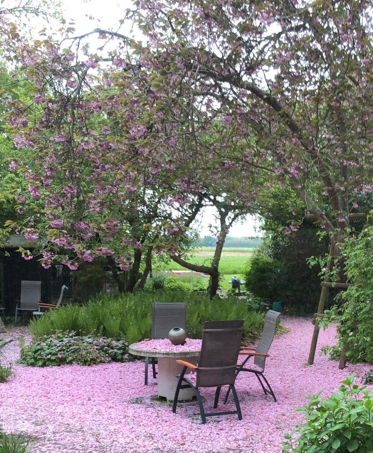 Hovenier / boomverzorger / tuinman, Diensten en Vakmensen, Tuinmannen en Stratenmakers, Bestrating, Hekwerk of Schuttingen, Tuin- of Vijveraanleg