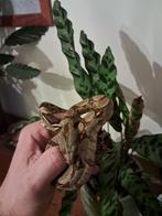 Boa Constrictor Imperator, Dieren en Toebehoren, Reptielen en Amfibieën, Slang, 0 tot 2 jaar