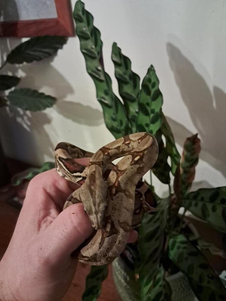 Boa Constrictor Imperator